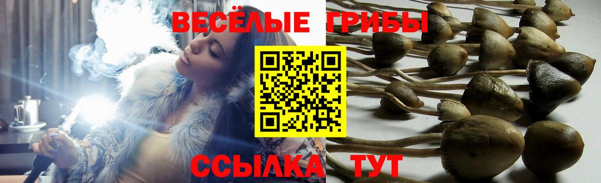 Псилоцибиновые грибы мицелий Алатырь